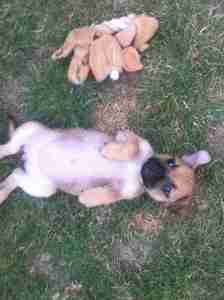 jugs playing